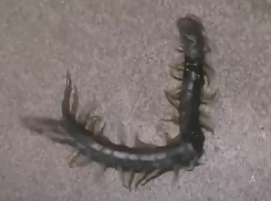 Огромная «танцующая» сколопендра напугала жителей дома на улице Весенней