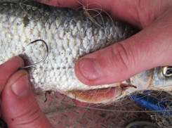 68-летнему мужчине грозит до двух лет тюрьмы за багрение рыбы