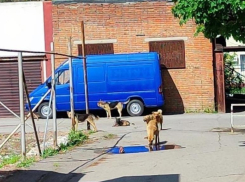 «В районе школы № 8 отловлены 2 бездомные собаки, работы продолжаются»: ДСиГХ