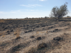 Летний зной навестит Волгодонск в четверг