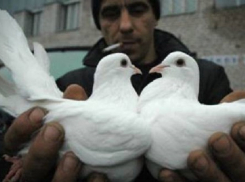 Морозовчанин жестоко убил 26 домашних  голубей