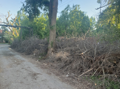 Коммунальщики пообещали вывезти ветки в 200 метрах от администрации Волгодонска