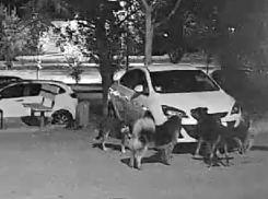 Стая собак в поисках кота оторвала решетку радиатора и разгромила машину в Волгодонске