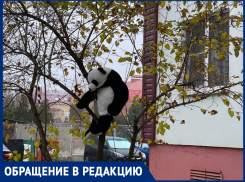 «Плюшевые джунгли Волгодонска?» Горожанка обнаружила во дворе обитающую панду