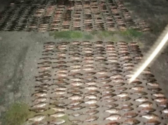 В Цимлянском районе рыба заразилась красными червями-паразитами 