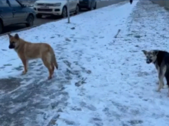 Десять бездомных собак было отловлено в Волгодонске в январе