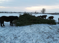Около 1000 новогодних деревьев отдали волгодонцы на лакомство лошадям 