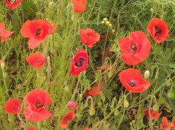 Мак: этот цветок красив, но опасен для дачника