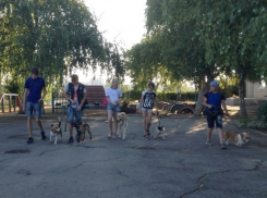 Молодые волонтеры помогают волгодонцам в воспитании собак