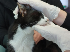 Кто придет на помощь вашим животным, не только домашним, но и сельскохозяйственным