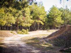 В Цимлянске похитили миллионы рублей по делу о «хуторских лесополосах» 