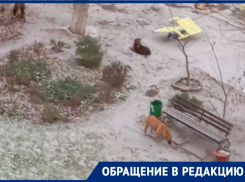 В Волгодонске жители бьют тревогу из-за скопления бродячих собак на детской площадке