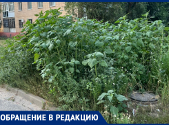 Возле детской инфекционной больницы пышно цветет амброзия