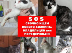После смерти пожилой хозяйки семь кошек остались запертыми в квартире 