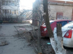Дерево упало на припаркованные машины на проспекте Строителей 