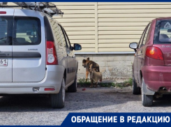 После кормления «зоозащитниками» бездомная собака сразу атаковала «беззащитного» дедушку 