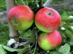 Где найти супер урожайные груши и яблони?