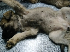 «Проглотив всего одну блоху, ваш питомец рискует стать «хозяином» для злого паразита»: ветеринары  