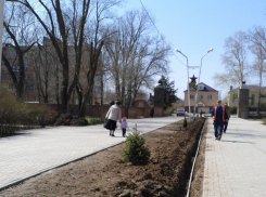 В Волгодонске из парка «Победы» украли дорогостоящие деревья, посаженные к юбилею Великой Победы