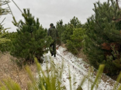 И в «Сосенках» тоже: на Дону усилили охрану хвойных деревьев в лесах