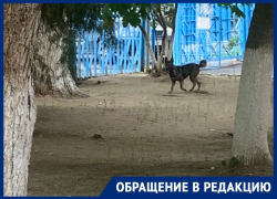 Бездомная собака поселилась в детском саду «Родничок» в Волгодонске: родители бьют тревогу