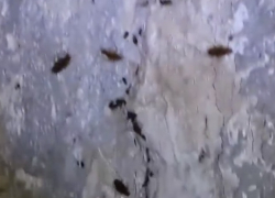 Полчища мерзких тараканов на Строителей снял на видео волгодонец 