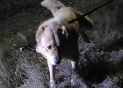 Волонтеры спасли привязанного к дереву и брошенного умирать алабая в лесу под Волгодонском