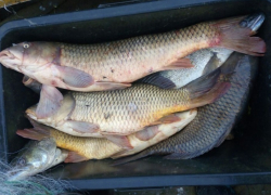 Под Волгодонском полицейские вневедомственной охраны поймали браконьера на лодке