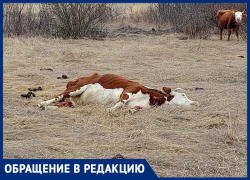 Кладбище коров и скотобойня появились на окраине Волгодонска рядом с садоводством «Мирный атом» 