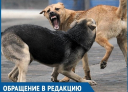 Жители Волгодонска готовы устроить самосуд ради борьбы с безнадзорными животными