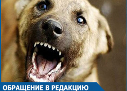 Символ года сорвался с цепи: Волгодонцы возмущены действиями заводчиков собак и "ужасными стаями"