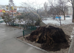 Колоссальный ущерб природным ресурсам: в Волгодонске повалены сотни деревьев