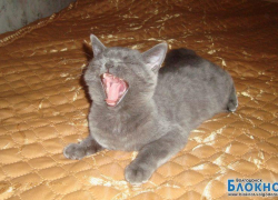 Мелисса — тридцать седьмая участница конкурса «Самый красивый кот Волгодонска»