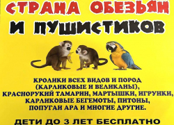 Экзотические обитатели тропиков пробудут в Волгодонске до 9 декабря