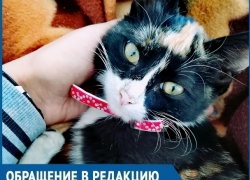 Две недели мы боролись за жизнь нашей кошки, -  волгодончанка возмущена работой ветеринаров