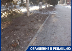 «Собачьи подарки» могут заразить людей паразитами!»: горожанка возмущена тем, что животные превратили улицу Ленина в отхожее место