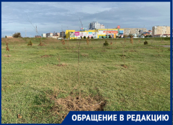 «Торчащие палки в районе ТРЦ - это сад?»: волгодончанка о посадке деревьев на Набережной