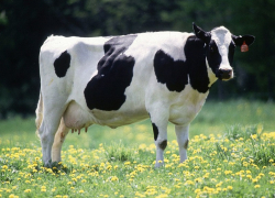 В Орловском построят завод по производству кормов для коров из других животных