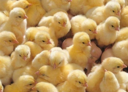 Предприниматели из Белгорода приобрели крупнейшую птицефабрику на востоке Ростовской области