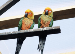 Сотни редких попугаев поселились на окраине Волгодонска 