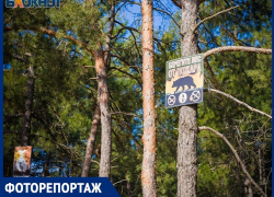 Уникальный сосновый бор рядом с Волгодонском стал популярным местом отдыха горожан
