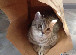 Гайка — сорок вторая участница конкурса «Самый красивый кот Волгодонска»