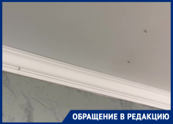 «Нас жрут кровососы»: жители МКД на Морской устали жить с комарами в квартирах