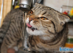 Джессика - 55-я участница конкурса «Самый красивый кот Волгодонска»