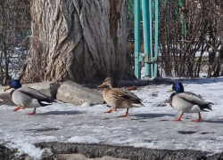 Две пары диких уток остались на зимовку в микрорайоне В-8