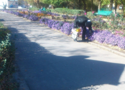 Волгодонцы «застукали» пожилую женщину на воровстве цветов с клумбы  