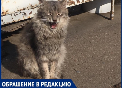 На рынке «Солнышко» в Волгодонске потравили котов,- волгодончанка 