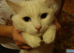 Муся Белая - двадцать седьмая участница конкурса «Самый красивый кот Волгодонска»