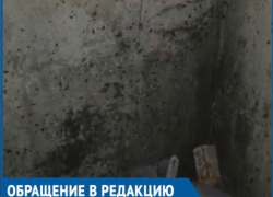 Туча мерзких тараканов заполонила подъезд на Строителей