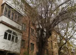 Дерево спилили: у ЖРЭУ-5 после публикации в «Блокноте» нашлись деньги на опиловку 